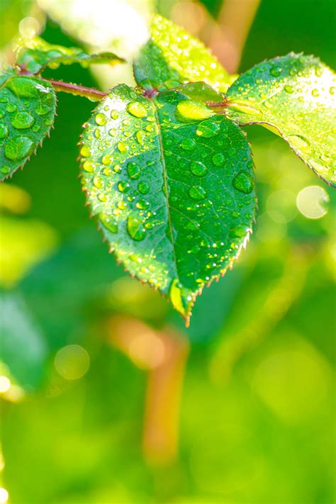 Water Droplets On Green Leaf Hd Phone Wallpaper Peakpx