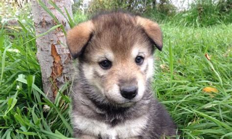 Wolf Malamute Hybrid Pups In Colorado Sitka And Julia