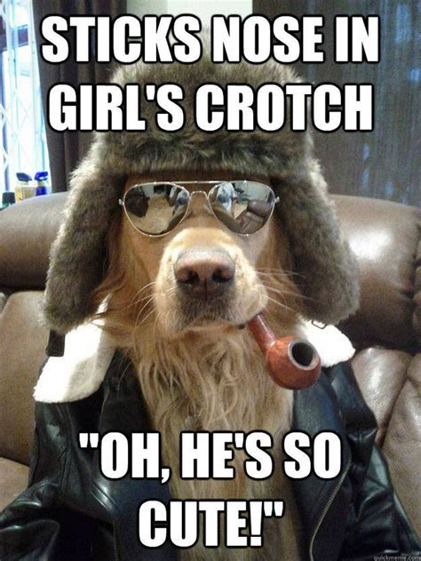 101 Best Funny Dog Memes To Make You Laugh All Day Funny
