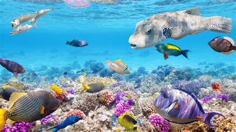 Fondos De Pantalla Peces Tropicales Bajo El Agua Los Arrecifes De