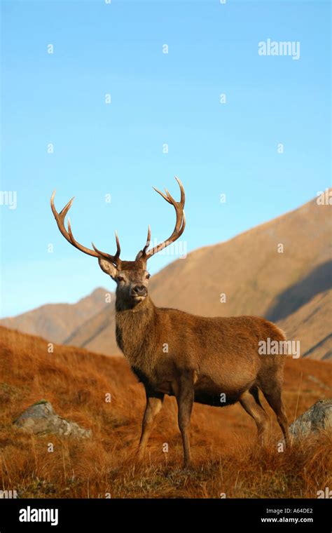 Wild Red Deer Stag Cervus Elaphus With Mountain Background Scottish