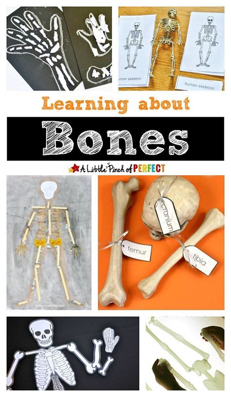 Learning About Bones Fun Hands On Activities For Kids A Little