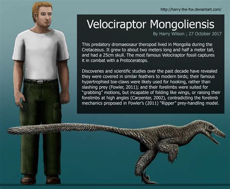 Velociraptor Mongoliensis Size By Harry The Fox On Deviantart