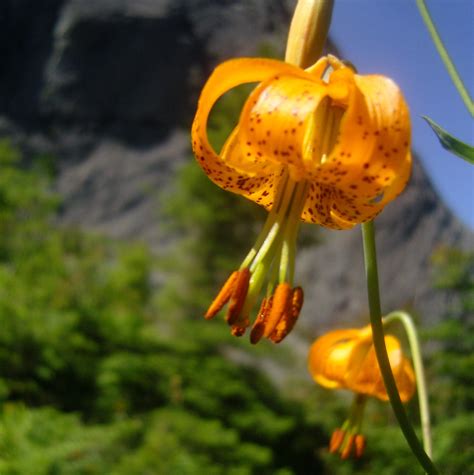 Mountain Lilies With Haystack Rock Chad Flickr