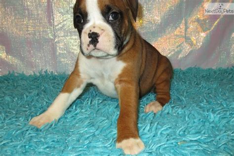 Gracie Boxer Puppy For Sale Near Springfield Missouri