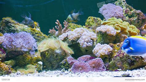 Marine Fish In The Beautiful Underwater Scenery In Stock