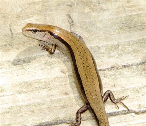 Little Brown Skink Lizards Of Dallas County · Inaturalist