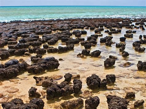 Stromatolites Evidence Of Pre Flood Hydrology The Institute For