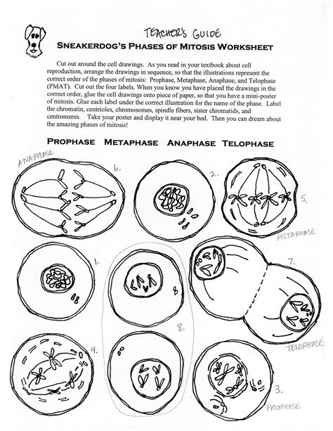 Science Tutor Phases Of Mitosis Activity Worksheet Life Science