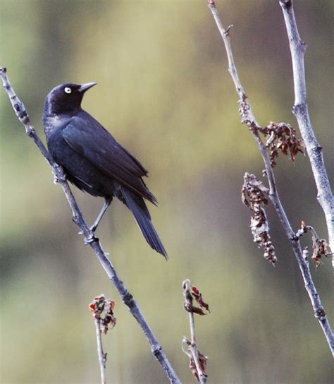 Rusty Blackbird Male Breedingterritorial Display Flickr