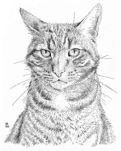 Cat Ink Drawing At Getdrawings Free Download