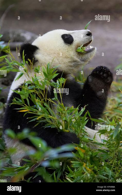 Giant Panda Ailuropoda Melanoleuca Eating Bamboo Endangered Species