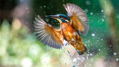 Download Bird Flight Water Splashes Kingfisher Wallpaper 1920x1080
