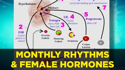 How Monthly Rhythms Affect Cortisol And Female Hormones Youtube