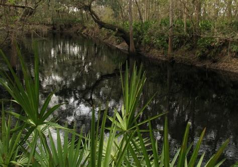 Usda Invests To Protect Floridas Natural Resources Southeast Agnet