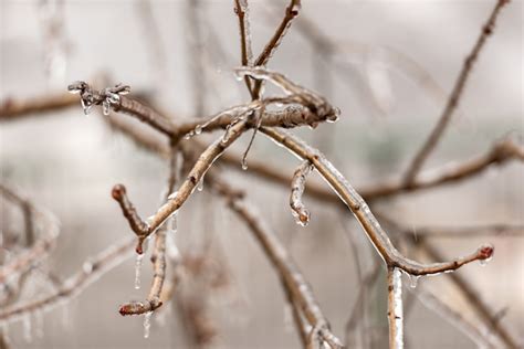 Premium Photo Frozen Plants Covered In Thick Layer Of Ice
