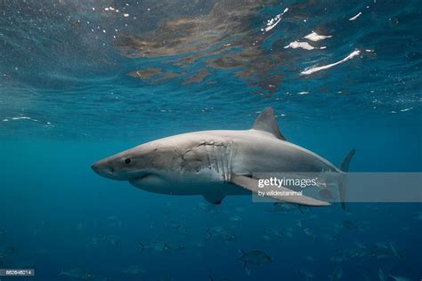 Great White Shark Swimming Just Under The Surface Amongst A School Of