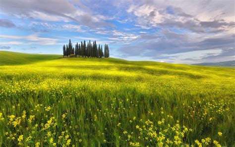 Italy Tuscany Spring Fields Rapeseed Flowers Sky Clouds Wallpaper