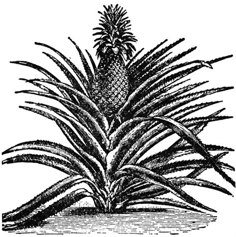 Simple line art of beautiful garden for coloring book page. Pineapple | ClipArt ETC