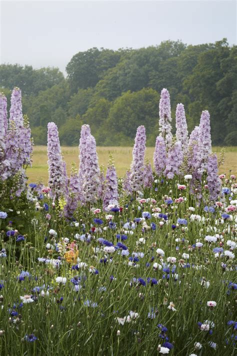 Delphinium How To Plant Grow And Care For Delphinium Flowers House