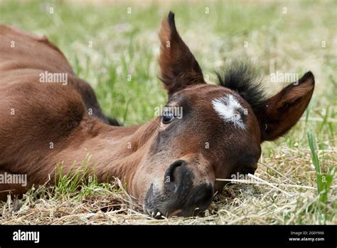 Lying Down Colt Hi Res Stock Photography And Images Alamy