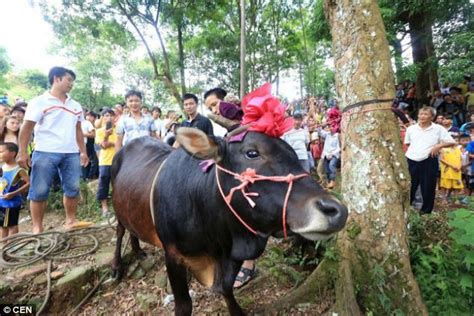 Pictured Horrifying Moment A Live Bull Is Hung From A Tree Until It