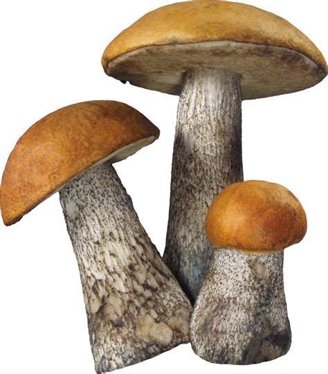 Mushroom Png Image Purepng Free Transparent Cc0 Png Image Library