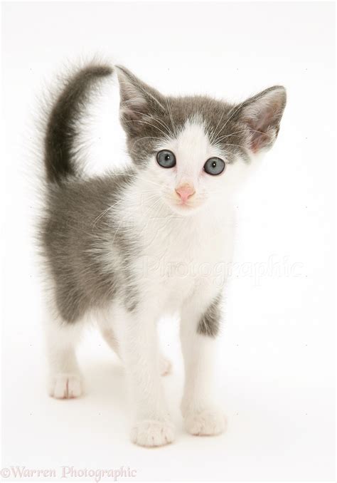 Grey And White Kitten Standing Photo Wp47839