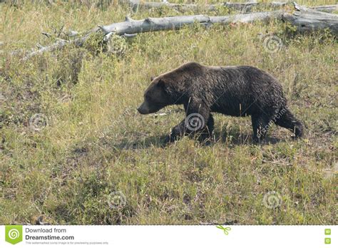 Bear Walking In Grass Stock Photo Image Of Bear Brown 80048580