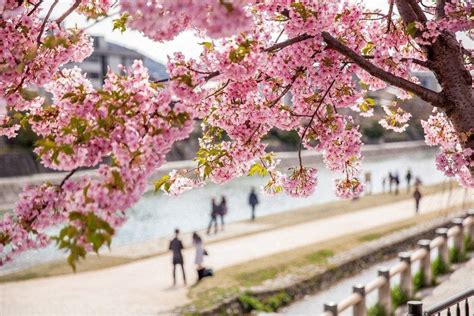 When Is Cherry Blossom Season In Japan