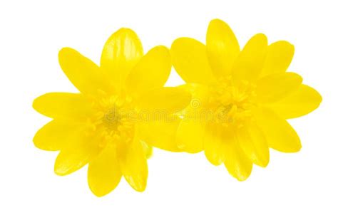 Yellow Spring Flower Isolated Stock Photo Image Of Color Plant