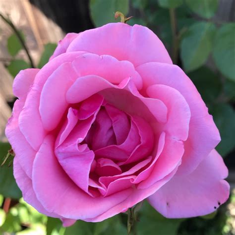 Rosa Queen Elizabeth Rose Queen Elizabeth In Gardentags Plant