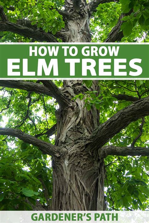 How To Grow And Care For Elm Trees Gardeners Path