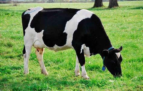 ¿por Qué Mis Vacas No Quieren Comer La Pradera En Otoño Agrocolun