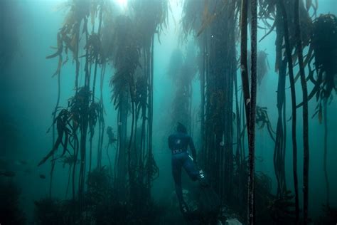 What Is The Most Important Organism In The Kelp Forest Cape Radd