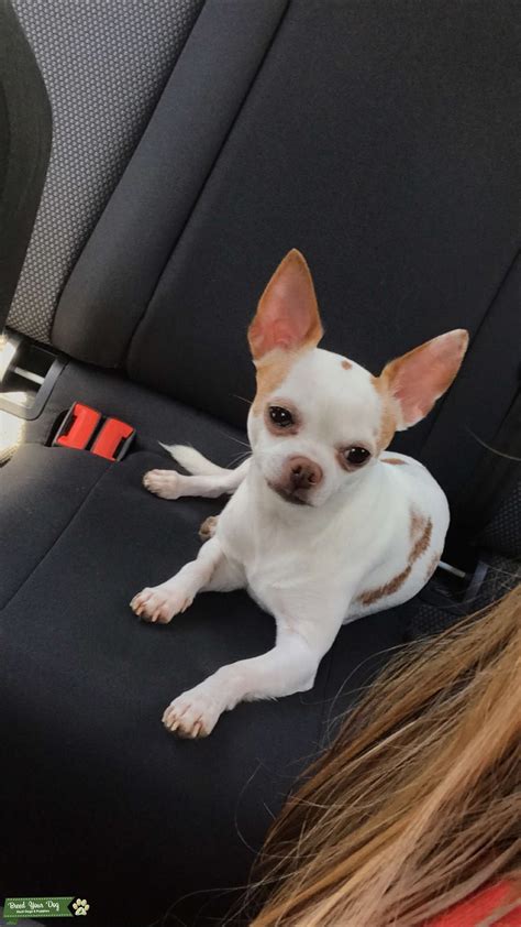 White With Brown Spot Chihuahua Stud Dog In Upstate New York The