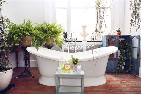Houseplants That Thrive In Your Bathroom The Joy Of Plants