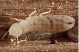 Home Buying Termite Inspection Images
