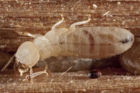 understanding the lifespan of drywood termites an important step in prevention and treatment