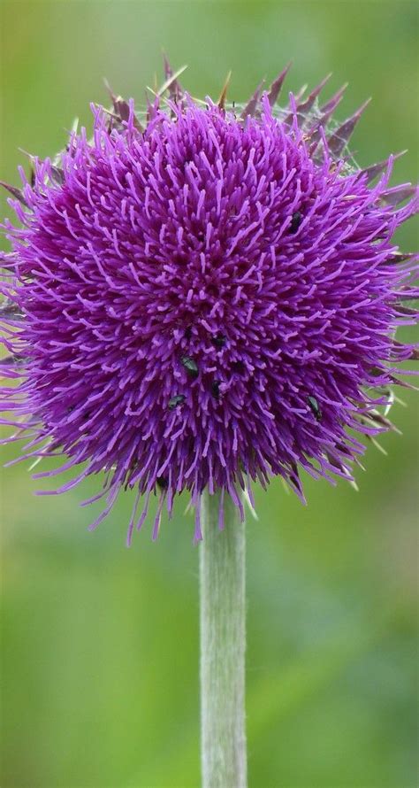 Check spelling or type a new query. 20 Dark Purple Flowers - | Dark purple flowers, Purple ...