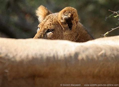 Lion Cub Peering From Behind Lioness