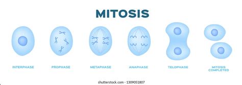 Meiosis Interphase