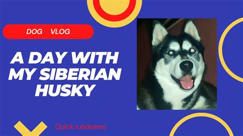 Dog Vlog A Day With My Siberian Husky Youtube