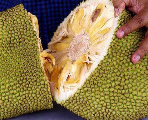 How To Ripen Jackfruit At Home In Hindi How To Ripen Jackfruit At