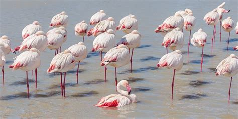 Why Do Flamingos Stand On One Leg 8 Theories Explored ️