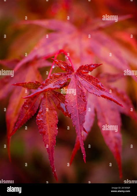 Red Maple Tree Leaves Close Up Photo Of Beautiful Red Autumn Foliage
