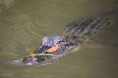 Close Up Look Into The Face Of A Gator Stock Photo Image Of