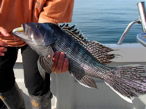 Nysdec Recreational Black Sea Bass Public Meeting And Angler Survey On