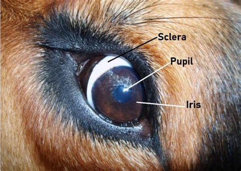 Whale Eye In Dogs Why Dogs Show The White Of Their Eyes Pethelpful