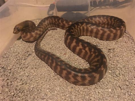 For Sale 11 Proven Woma Pythons Faunaclassifieds